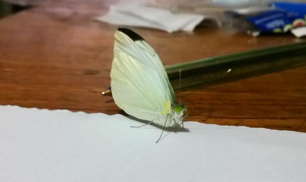 alonzo_b26's tweet photo. Una mariposa en mi mesa tomada con mi #Nokia520 #NokiaPic http://t.co/AGVuKNY2FD