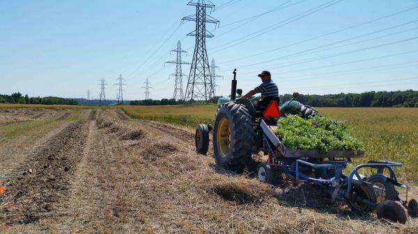 EffinghamBrewCo's tweet photo. @EffinghamBrewCo...hops planting time! Tough 2 days but now 1000 plants #Fuggle, #Centennial, #Chinook in the ground! http://t.co/FvbSjqoQ38