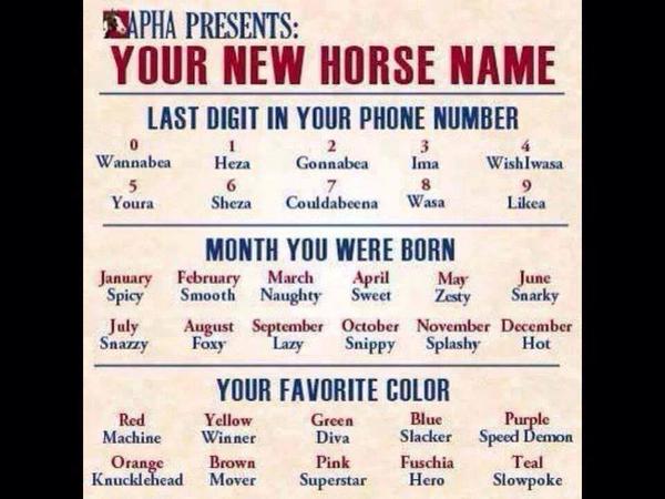 ChallengeRanch's tweet image. What's your horse name?  #horses #nonprofit #youth #playhardworkhard