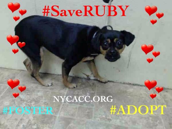 katharineknott's tweet image. #SaveRUBY #CUTE 2YR #DOG EUTH LIST 8/6 NYCACC #ANGEL 2 #FOSTER #ADOPT #Adoptadog #SAVE2 #LOVE
facebook.com/Urgentdeathrow…