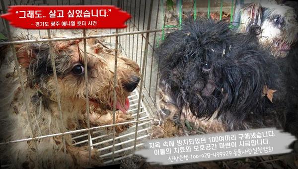 FromCareKorea's tweet image. [도와주세요] 여러분의 작은 정성이 이 아이들에게 희망이될 수 있습니다. 동물사랑실천협회와 함께 지옥 속에서 구조한 100여 아이들에게 새 삶을 열어주세요! happybean.naver.com/donations/H000…
