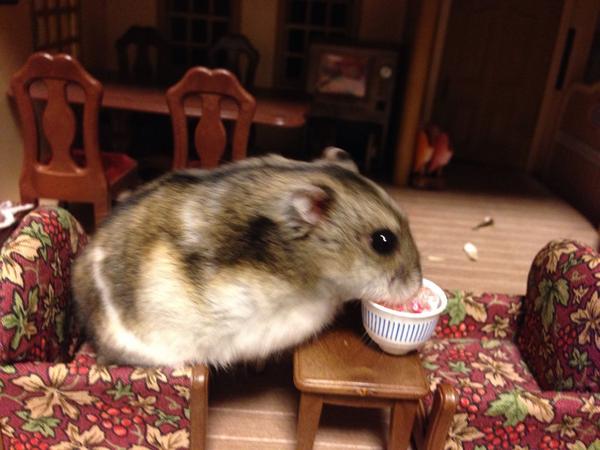 シルバニアファミリーとハムスター #ハムの日