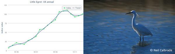 Intriguing results from #WeBSreport: is the Little Egret expansion over? goo.gl/S9hUnv