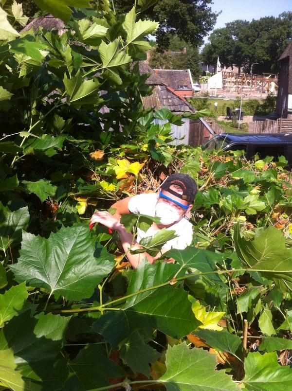 MarkusRozenveld's tweet image. Bomen snoeien bij hotel Norg . Zit een akelig stofje op volgens Jan Harm Siegers . Dan maar zo