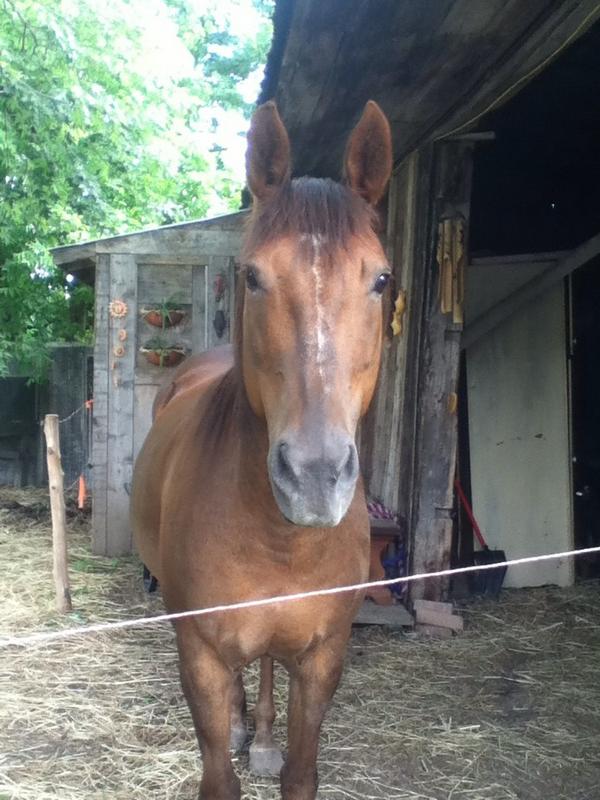 MauranneH's tweet photo. I love my horse❤ Belle😘 http://t.co/WMAsGLOuyF