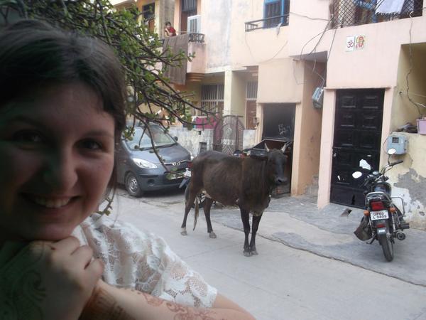 Agusia_mala's tweet image. There were days when cows were right outside my gate #Indiaproblems #IWannaGoBack