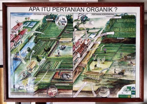 Apa itu pertanian organik? Kunjungan ke BSB farm #lof