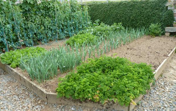 August, der letzte Monat für die Aussaat Mangold, Winterzwiebeln, Karotten, Senf, Salat und Spinat.. #Gemüsegarten