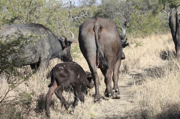 Elephant Rock Lodge tweet media