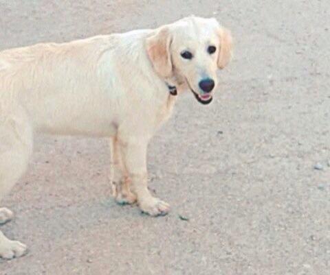 Xpyrz's tweet photo. Köpegimiz MİŞA 05.08.2014 saat 21.00 den beri bodrum merkez de kaybolmustur gorenler burdan 05312908722 ulasabilir http://t.co/Iv43u22vbn