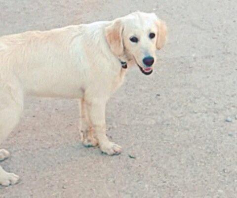 Xpyrz's tweet photo. Köpegimiz MİŞA 05.08.2014 saat 21.00 den beri bodrum merkez de kaybolmustur gorenler burdan 05312908722 ulasabilir http://t.co/o5TZiehwaI