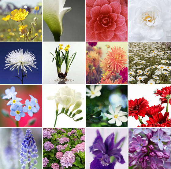 ELLEDECOR's tweet image. The secret meanings of 30 of your favorite flowers: elld.cr/6011mjUX