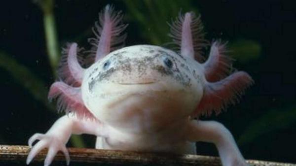 Achtung, Niedlichkeitsalarm! Es ist ein ... Axolotl! &lt;3 bild.de/video/clip/amp…