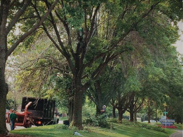 I spy curbside tree workers.... How many can you find?