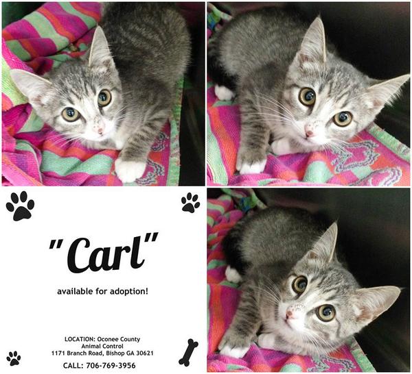 OconeePets's tweet photo. Carl is a sweet, mellow kitten looking for a forever home! How cute is this little guy? http://t.co/F8By18dRDB