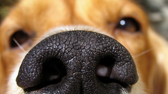 taggtracker's tweet photo. Real Talk: Why #Dogs Sniff Each Other's Butts: http://t.co/qTSSbBfaU6 via @barkpost #pettips http://t.co/wiRv1JNan0