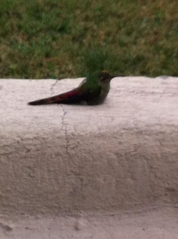 Me parece que encontré un lindo pajarito