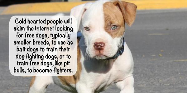 looking for free dogs to a good home