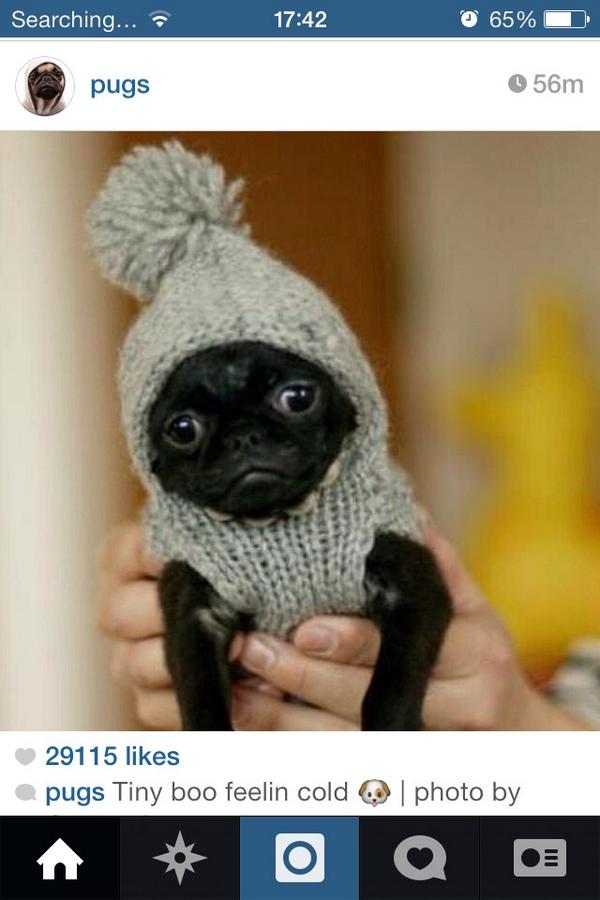 smallest pug ever