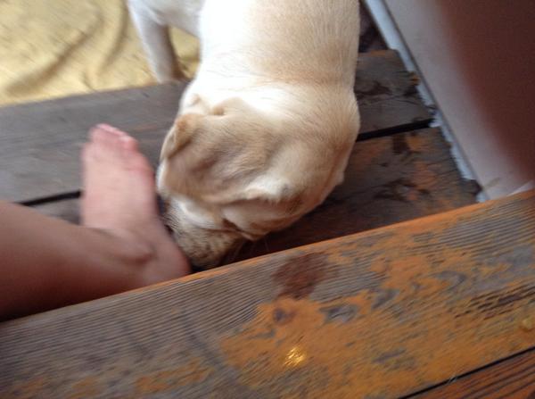 catchmenow5's tweet image. Someone wants to eat my leg!😳