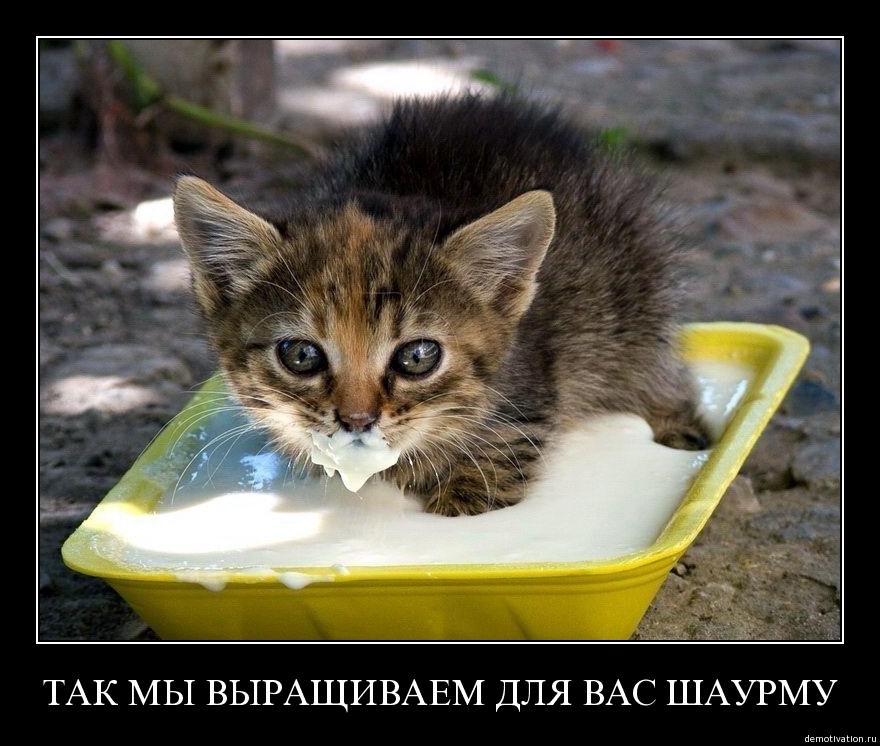 Очень смешные картинки демотиваторы приколы, дня поэзии