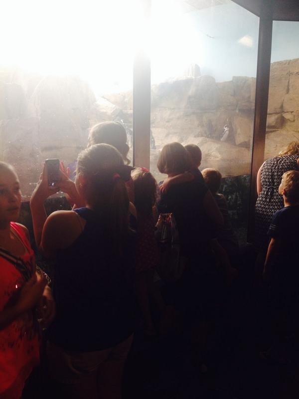 elmyrthepenguin's tweet photo. Look at all the humans visiting me after hours! #sealebration http://t.co/LZYdABE9Vj