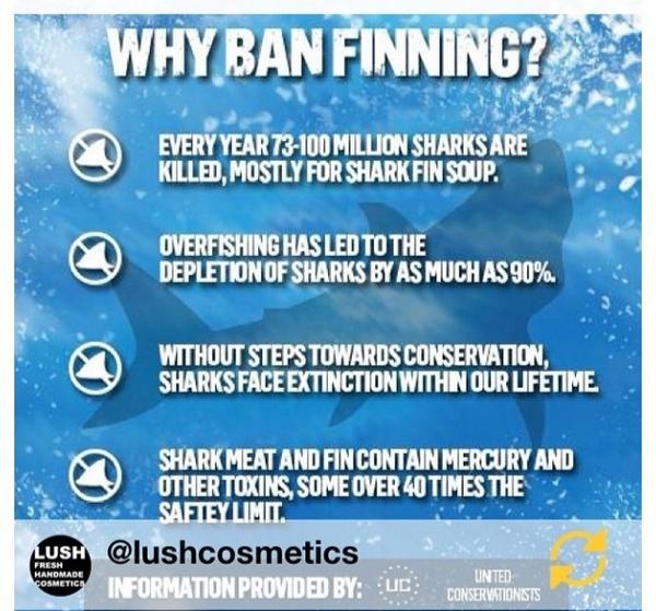 Please boycott all restaurants serving shark fin! #Vancouver #Canada #worldwide