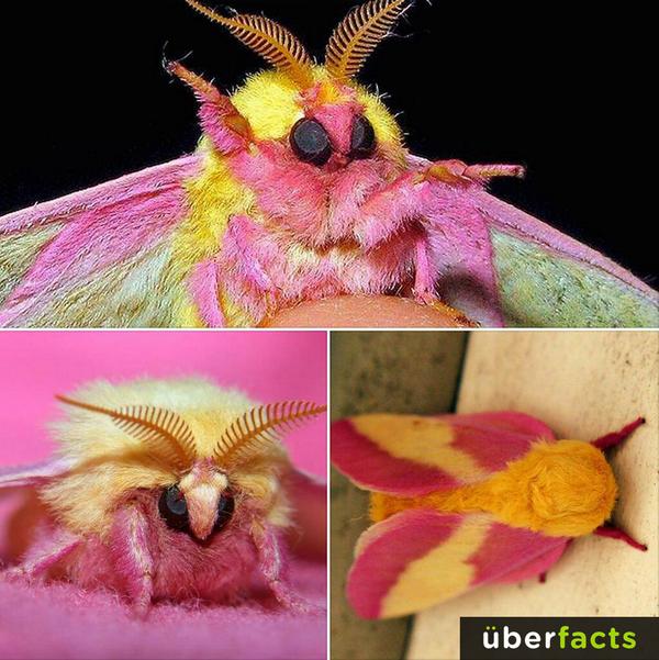 UberFacts's tweet image. This is a Rosy Maple Moth – They are actually mammals that lay eggs and the males are venomous.