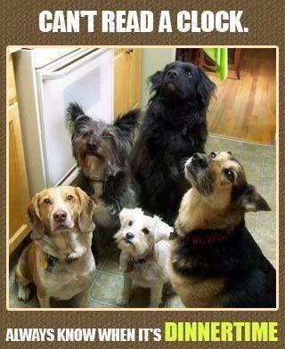 RocketRescues's tweet image. Thanks to our Premier Sponsor @OurMarketingGuy more dogs get dinner tonite facebook.com/CallTheMarketi…