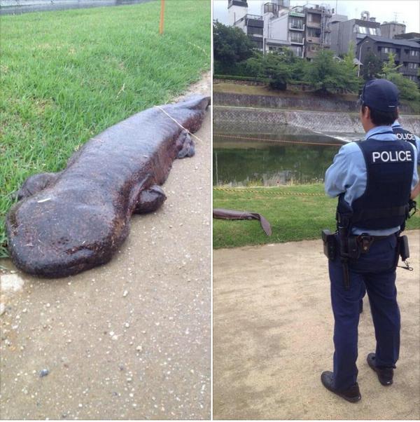 UberFacts's tweet image. This giant salamander was found in Kyoto in 2009.