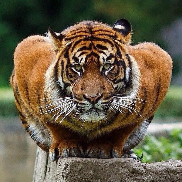 This is what a crouching tiger looks like.