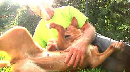 SPECNews1CNY's tweet image. Cortland Community SPCA finds a new director and a home for special dog bit.ly/X34MQB via @TamaraTWCNews