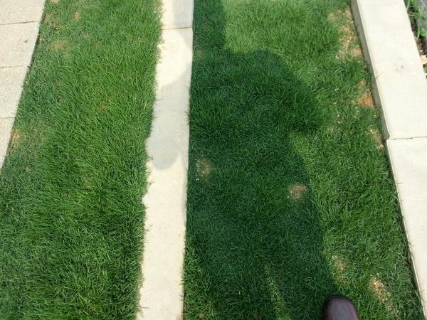 3cm만 자라는 잔디