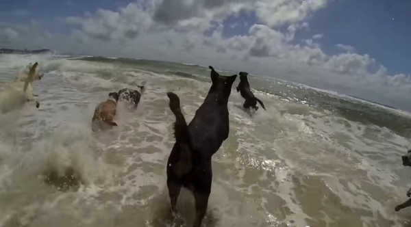 Linactif's tweet image. Les chiens s'éclatent comme des petits fous à la plage ! #happy #plage #chiens #fun linactif.fr/les-chiens-sec…