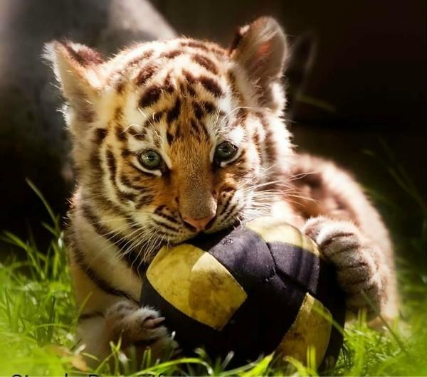 Емеля tweet media