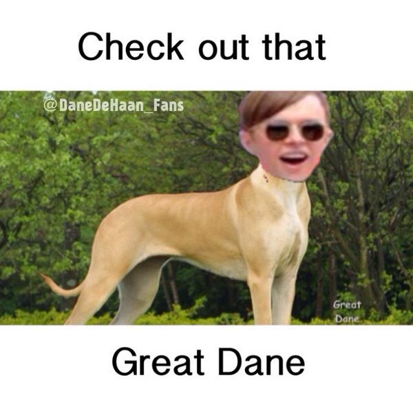 DaneDehaan_Fans's tweet photo. Check out that Great Dane 😏😏 follow my ig: @danedehaan_fans http://t.co/KTYhh9UPar