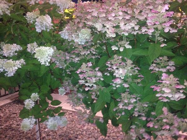 Is it my imagination or the flowers outside McDonald don't smell FOOD for thought