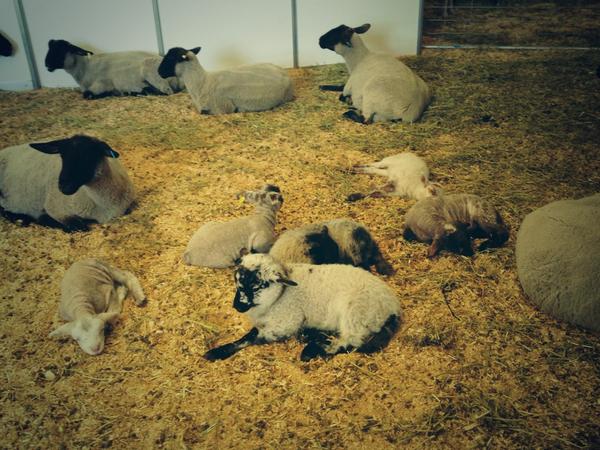 BenJohnston_'s tweet image. They’re back @Renee_Gourmet! 😁

RT @JessMillward9: The babies having a rest before a busy Ekka @9NewsBrisbane #ekka
