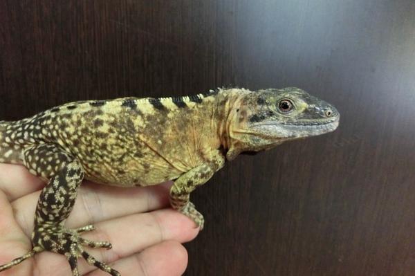 O Xrhsths 爬虫類ショップ アライブ Alive Sto Twitter バナスパ イエローファントム 安心のケリーブリード Jrsでもベビーが人気でした こちらの雄も同便で入荷です 既にこの発色 やはり信頼のケリー 笑 皆さんが求める本物のバナスパです Http T Co