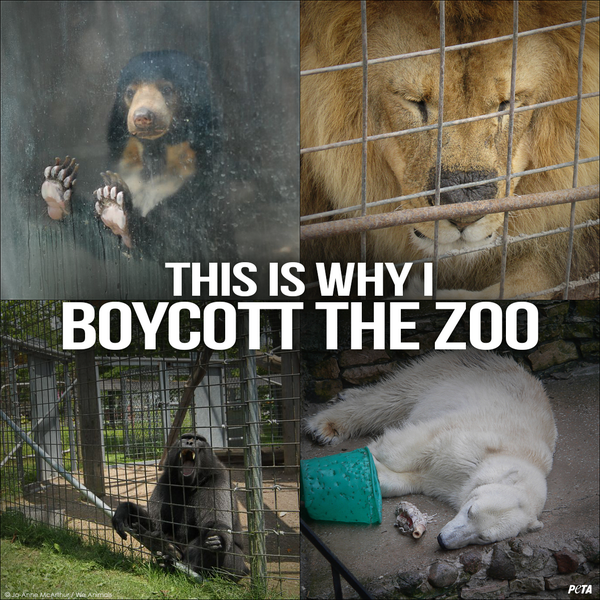 peta's tweet photo. Animals kept in zoos are denied everything that makes their lives meaningful.

RT if u will ALWAYS #BoycottTheZoo! http://t.co/o5MBs00IKK