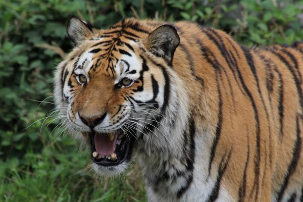 dartdevon's tweet photo. @DartmoorZoo Enjoyed my visit to #dartmoorzoo liked the #tigers and had a nice picnic too! http://t.co/6zNBwnWu8b