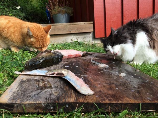 3ippi's tweet image. Fish feast at the cabin_^,,^_