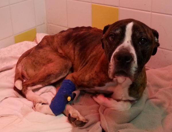 Ongelooflijk dit! Zet hem op Hope! “<a href="/AT5/">AT5</a>: Verwaarloosde hond Hope is nacht goed doorgekomen.at5.nl/s/ywH ”