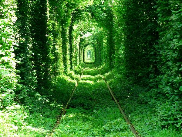 riboworld's tweet photo. Tunnel of Love, Ukraine #Ukraine #Rt #followme #f4f #amazing http://t.co/KGwLqLfUky