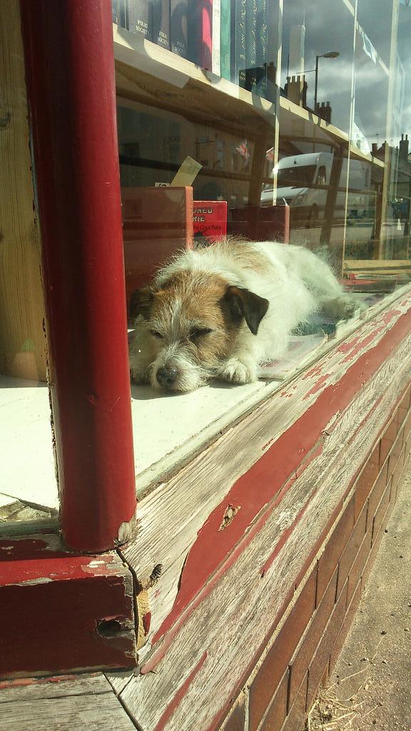 AliSwright's tweet image. Check out this doggy in the windows!