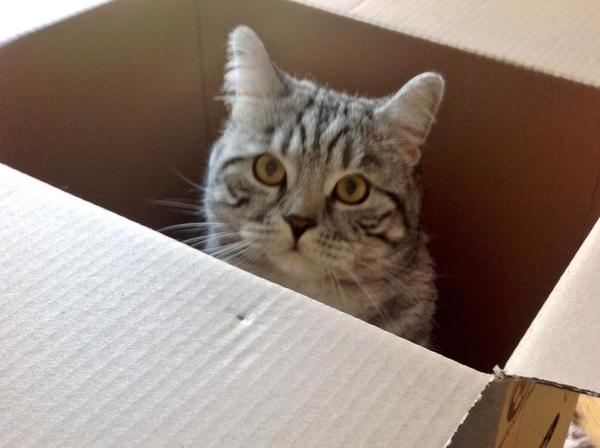 My cat Dooli helps packing #cutecat