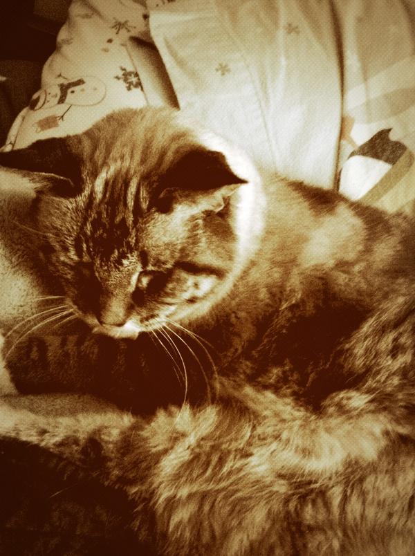linkeydacat's tweet photo. #vintage http://t.co/iS9ZV6Ix1L