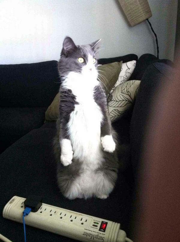 This cat wants you to follow me! #Orlandopocalypse #GISHWHES2014