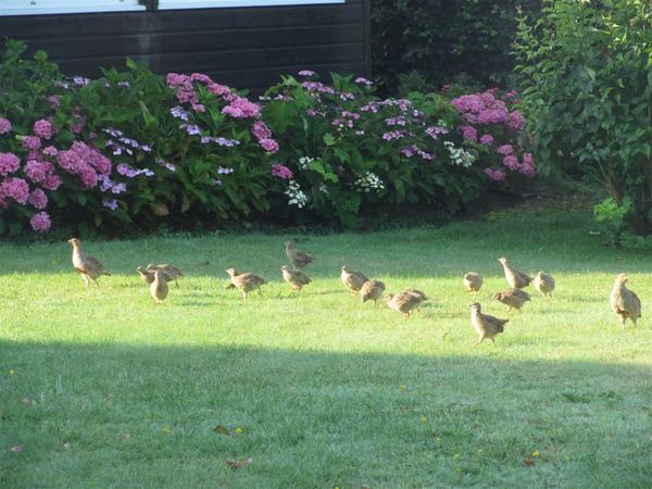 Les perdrix grises aiment les jardins normands!