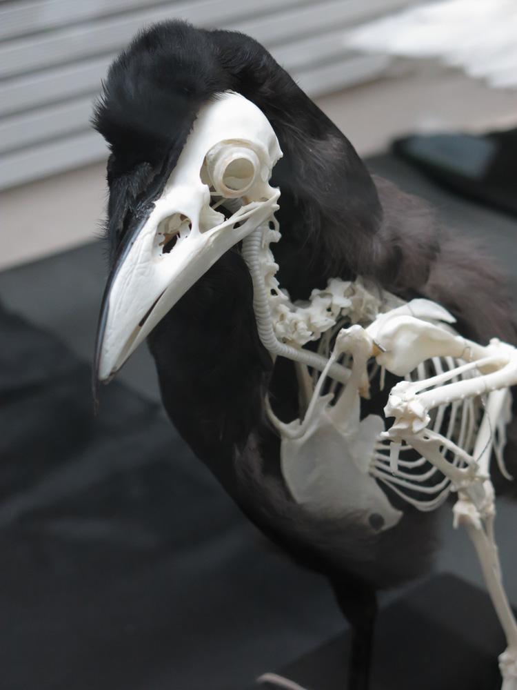 ハシブトカラスの骨格標本 - 健康/医学 ハシブトカラスの骨格標本 - 健康/医学